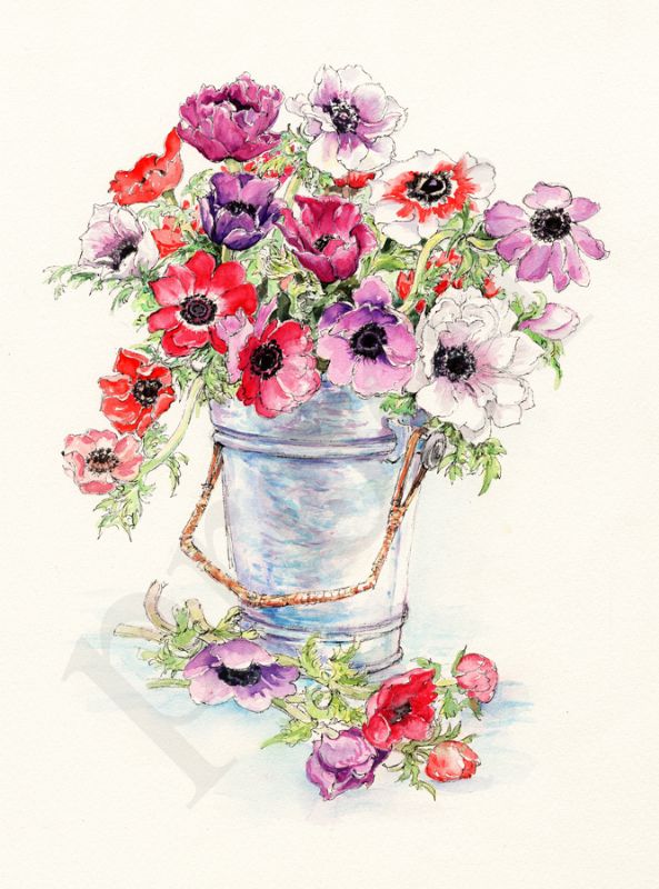 Anenomes in bucket, painting by Caroline Glanville